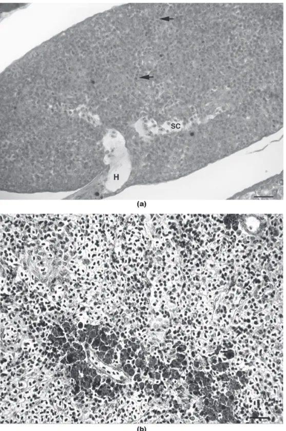 Figure 3 - a Spleen at 19 dah with two networks, connective tissue and capillary sinusoids (SC)
