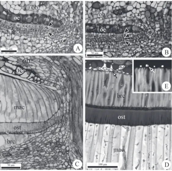 Fig. 2 - Anatomy of flowers and fruits of  Lithraea brasiliensis Marchand. A. Endocarp with two cell  layers (arrowheads)