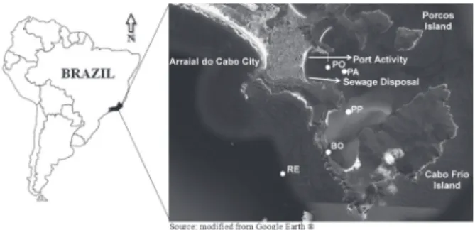 Figure 1 - Sampling stations in the Extractive Reserve of  Arraial do Cabo (Cabo Frio region, Rio de Janeiro – Brazil)