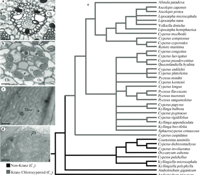 Figure 2 - Anatomical and ultrastructural features of the Kranz-chlorocyperoid type and distribution of this type in the phylogeny  of the Cypereae tribe