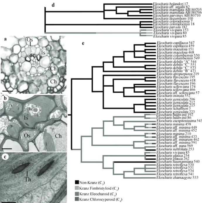 Figure 3 - Anatomical and ultrastructural features of the Kranz-eleocharoid type and distribution of this type in the phylogeny of  the Eleocharideae tribe