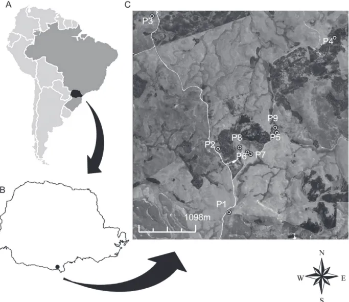 Figure 1 - Map of South America (a) with Paraná highlighted (b) and satellite imagery of sampling locations (c) in a subtropical  natural field landscape