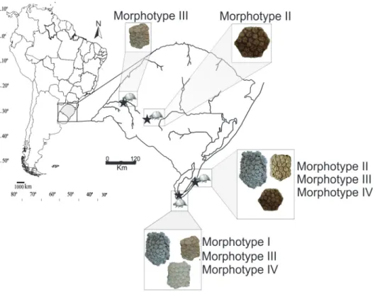 Figure 6 - Distribution of the morphotypes in localities of the study.