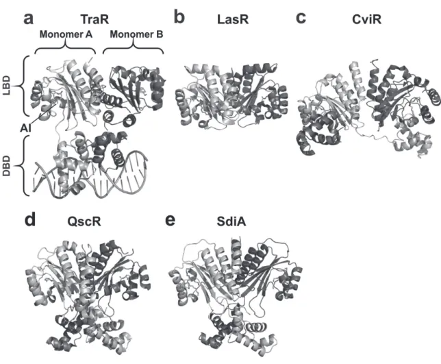 Figure 1 - Three-dimensional structures of Gram-negative LuxR-type QS receptors. (a) Ribbon diagram of the TraR:3-oxo-C8- TraR:3-oxo-C8-HSL:DNA ternary complex structure (PDB: 1H0M); (b) Ribbon diagram of the LasR-LBD:3-oxo-C12-HSL complex structure  (PDB: