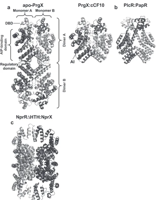 Figure 2 - Three-dimensional structures of Gram-positive RNPP QS receptors. (a) Ribbon diagram of apo-PrgX  (PDB: 2AXU) (left) and the PrgX:cCF10 complex (PDB: 2AXZ) (right) structures; (b)  Ribbon diagram of the  PlcR:PapR complex structure (PDB: 2QFC); (