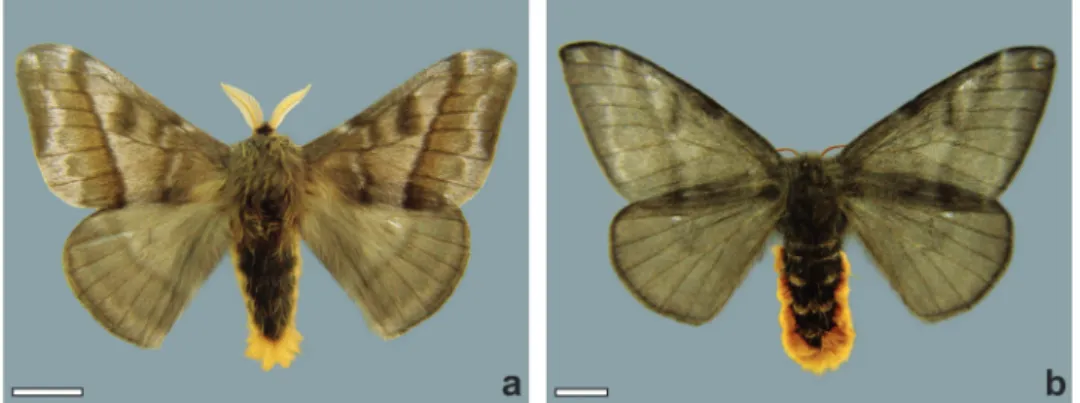 Figure 1 - Hylesia oratex. (a) male; (b)  female (scale = 5 mm, respectively).