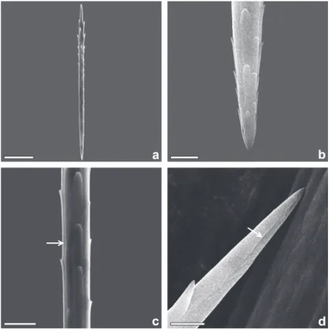 Figure 3 - True setae of the female H. oratex.  (a) general view; (b) base; (c) medial  portion, arrow indicates a longitudinal groove; (d) apex, arrow indicates the apical groove  (scales = 25, 03, 05, 05 µm, respectively).
