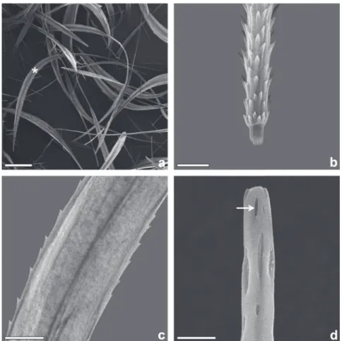 Figure 5 - Egg mass of H. oratex. (a) egg mass on a branch of the host plant; (b)  detail of the layer  composed of true and modifi ed setae (scales = 5 mm; 200 µm, respectively).