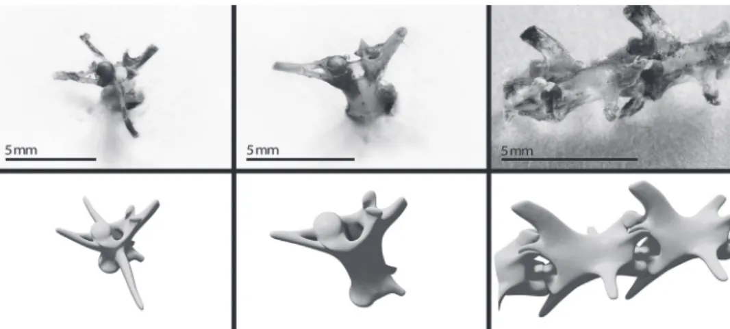Figure 1 -  Tropidurus itambere vertebrae photographs and the respective volumetric models  they originated.