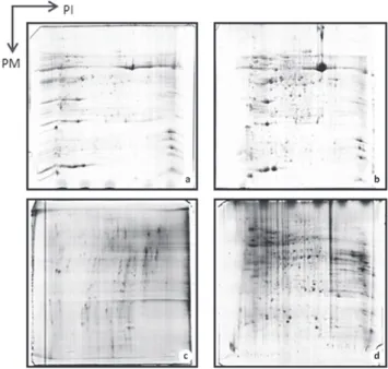 Figure 2   -  2-DE  gel  electrophoresis  profiles  of  tomato  cv. 