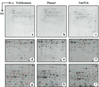 Figure 4  - 2-DE gel electrophoresis profiles of tomato cv. MT roots  obtained with TCA/Acetone, Phenol and Tris/TCA (a,  b and c)  respectively – resolved within an IEF pH range of 3-10