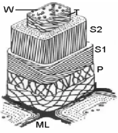 Figura 7. Esquema da organização da parede celular de um traquídeo de conífera [16]. 
