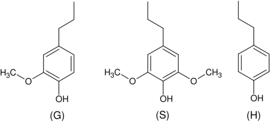 Figura 4: Unidades estruturais da lignina: G- guaiacila, S- siringila, H- p-hidroxifenila  12