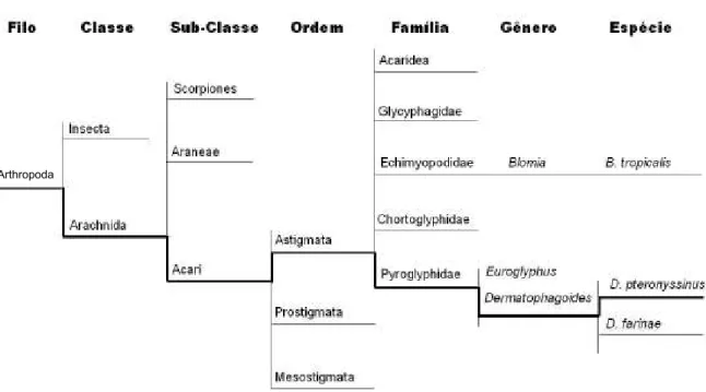 Figura 1. Posição taxonômica dos principais ácaros da poeira domiciliar.  
