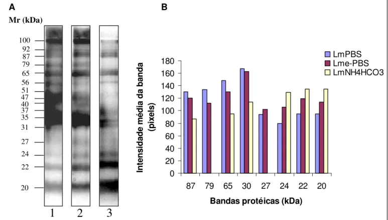 Figura 1. (A) Perfil eletroforético em SDS-PAGE a 13,5% das frações protéicas contidas nos  extratos Lm PBS  (1), Lm e-PBS  (2) e Lm NH4HCO3  (3)
