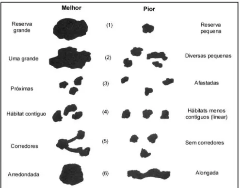 Figura 3- Forma, tamanho e qualidade dos patches. 