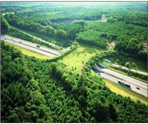 Foto 1- Exemplo de ponte viva sobre rodovia. Ecoduto de Woeste Hoeve na auto  estrada A50, Holanda
