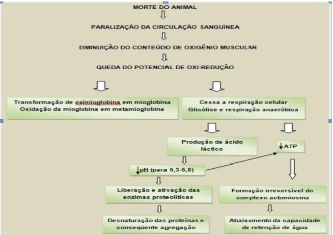 Figura 1: Transformações bioquímicas após o abate do suíno. 