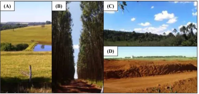 FIGURA  3  -  (A)  Relevo  ondulado;  (B)  Reflorestamento  com  eucaliptos;  (C)  Fitofisionomia de veredas (predominam solos hidromórficos);  (D) Latossolo vermelho-  amarelo distrófico.