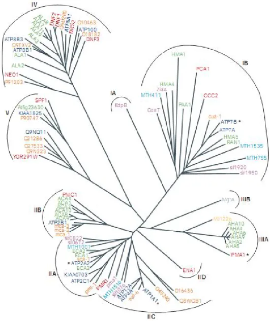 Figura 1: Árvore filogenética da família de ATPases do tipo P 