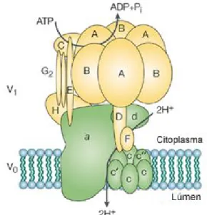Figura 4: Estrutura das ATPases do tipo V (V 1 V 0 -ATPases) 
