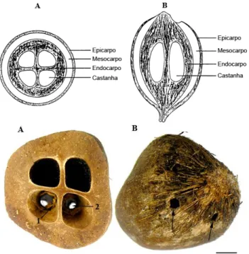 Figura 3: Esquema do fruto de babaçu.  