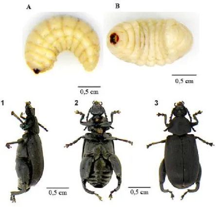 Figura 4: Fotos da espécie Pachymerus nucleorum, fase larvar e adulta.  