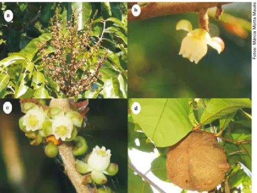 Fig.  1.  a)  Inflorescência;  b)  flor  isolada;  c)  flores  estaminadas  de  Carapa  guianensis  (Meliaceae); d) fruto em desenvolvimento.