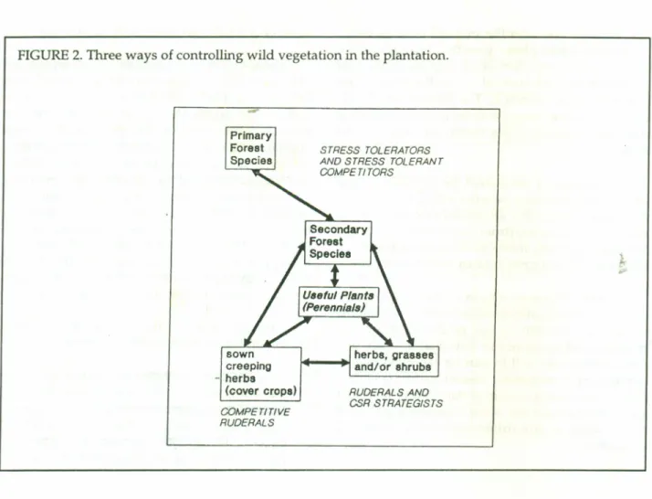 FIGURE 2. Three ways of controlling wild vegetation in the plantation.