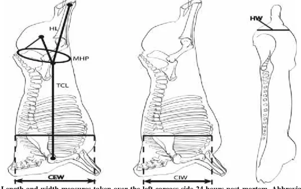 Figure 1. Length and width measures taken over the left carcass side 24 hours post-mortem