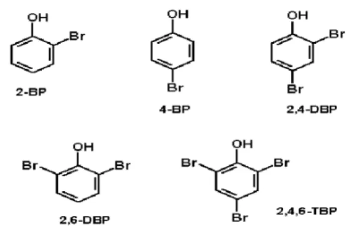 Fig. 1 – Simple bromophenols: 2-bromophenol (2-BP); 4-bromo- 4-bromo-phenol (4-BP); 2,4-dibromo4-bromo-phenol (2,4-DP); 2,6-dibromo4-bromo-phenol  (2,6-DP) and 2,4,6-tribromophenol (2,4,6-TBP).