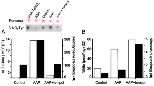Fig. 3 – Effects of tempol in protecting acetaminophen-induced hepatotoxicity. (A) Plasma alanine aminotransferase (ALT) and 3-nitrotyrosine protein residue levels in the liver centrolobular tissue