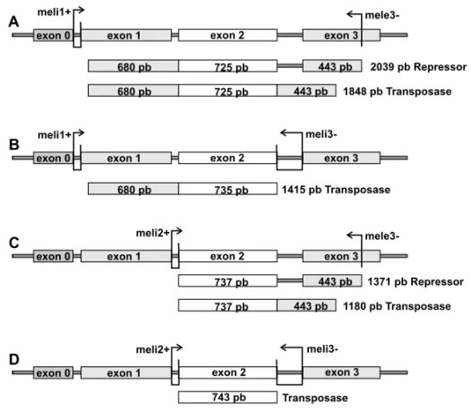 Fig. 1 – Map of the canonical P element showing exons, introns and primers binding sites used in RT-PCR