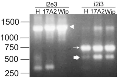 Fig. 3 – Agarose gel electrophoresis with RT-PCR products from embryos of D. melanogaster (H) and D