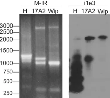 Fig. 4 – Comparison of the fragments obtained from PCR amplifica- amplifica-tion of adult genomic DNA and the fragments obtained from RT-PCR of embryos of D