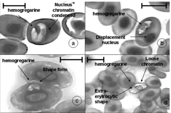 Fig. 2 – Gamont of hemogregarine in a blood smear: a) hemogregarine from Leptodactylus podicipinus;