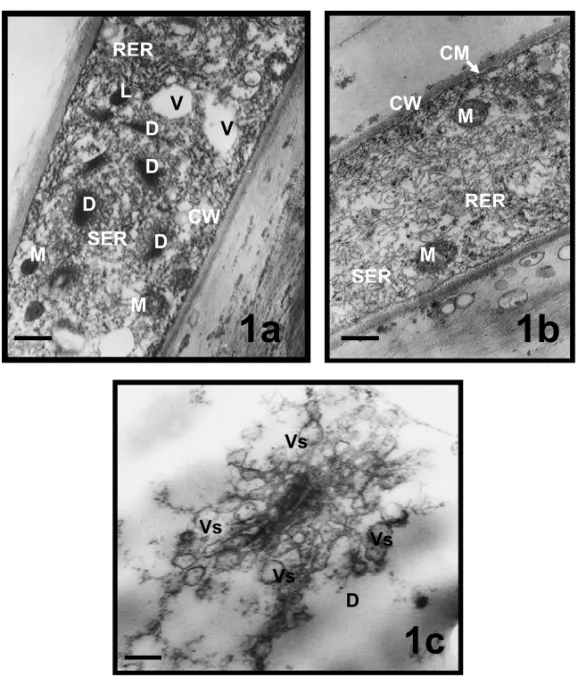Fig. 1 – Apical zones of pollen tubes in Mimulus aurantiacus. a, b, views from apical zone;