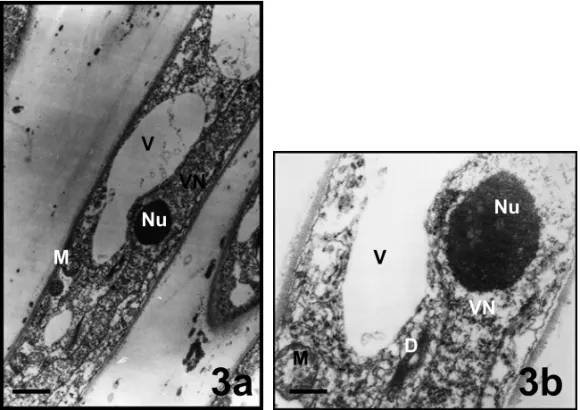 Fig. 3 – Nuclear zones (vegetative) of pollen tubes in Mimulus aurantiacus. a, bar = 1µm; b, bar = 100 nm
