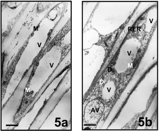 Fig. 5 – Vacuolation and plug formation zones of pollen tubes in Mimulus aurantiacus.