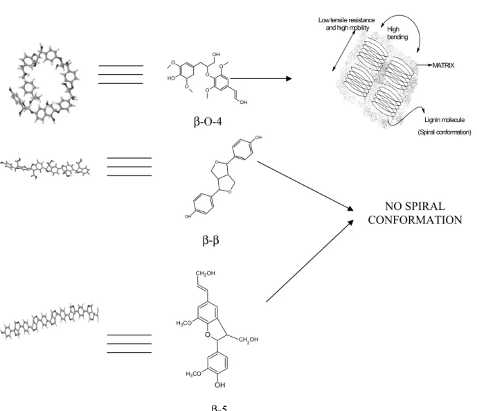 Fig. 2 – Proposal of a structural profile of lignin molecule with β-O-4, β-β, β-5, respectively (first figure) and (second figure).