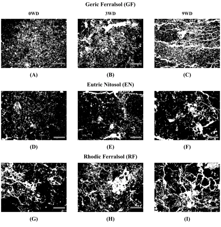 Fig. 5 – Binary images (pores appear in white and the soil matrix in black) representing the variations on the soil pore system (SPS) of damaged samples with repetitions of wetting and drying (W-D) cycles