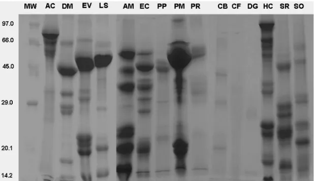Fig. 1 – Electrophoresis of water extract proteins of Amburana cearensis (AC), Dioclea mega- mega-carpa (DM), Erythrina velutina (EV), Lonchocarpus sericeus (LS), Anadenanthera macrocarpa (AM), Enterolobium contortisiliquum (EC), Parkia platycephala (PP), 