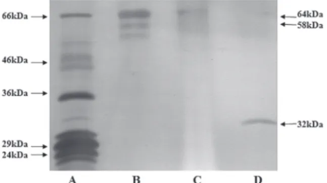 Fig. 2 - SDS-PAGE  of  eluted  fetuin  from  the  immobilized 