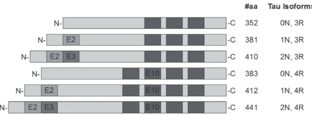 Figure 1 - Representation of the six tau isoforms generated in the human brain from the alternative  splicing of exons 2, 3 and 10.