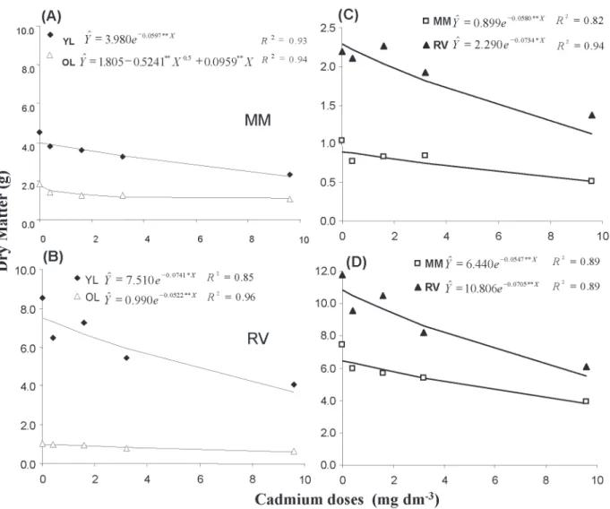 Figure 1 - Dry matter of: (A) young leaves-YL  and old leaves-OL of Mimosa-MM; (B) young leaves-YL  and old leaves-OL of  Regina Verao-RV; (C) roots; and (D) whole plant, in lettuce cultivars Mimosa and Regina Verao, as a result of Cd doses applied to  soi