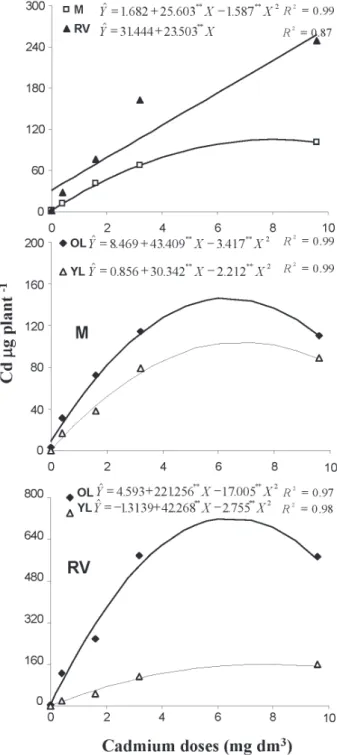 Figure 3 - Cadmium contents in in roots of Mimosa-M and Regina  Verao-RV cultivars and in young leaves-YL and old leaves-OL of  Mimosa-M and Regina Verao-RV, as a result of Cd doses applied to  soil (plants were grown for 44 days in the Cd amended soil).