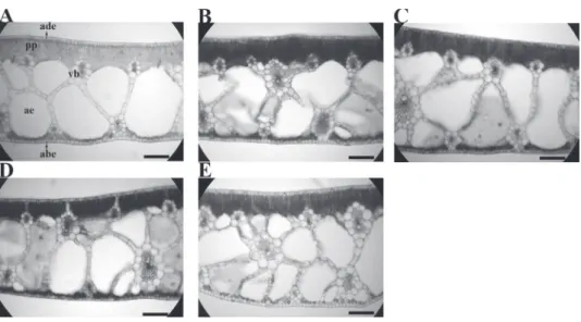 Figure  2  -  Leaves  anatomical  modifications  of  Eichhornia crassipes grown in nutrient solutions  under different lead concentrations