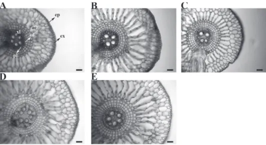 Figure 3 - Root cross sections in  Eichhornia crassipes grown in nutrient solutions containing  different lead concentrations