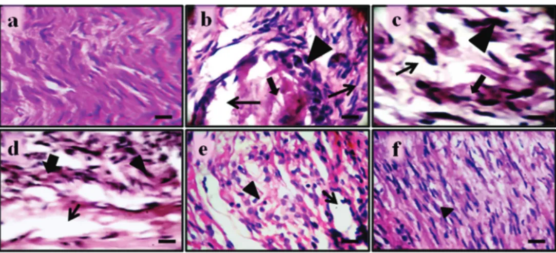Fig. 7 - The effect of Vernonia cinerea on histopathological changes.