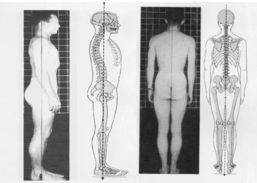 Fig. 1 - Postura ideal em vista lateral (esquerda) e vista posterior (direita) (adaptado de Kendall  et al., 1995: pp